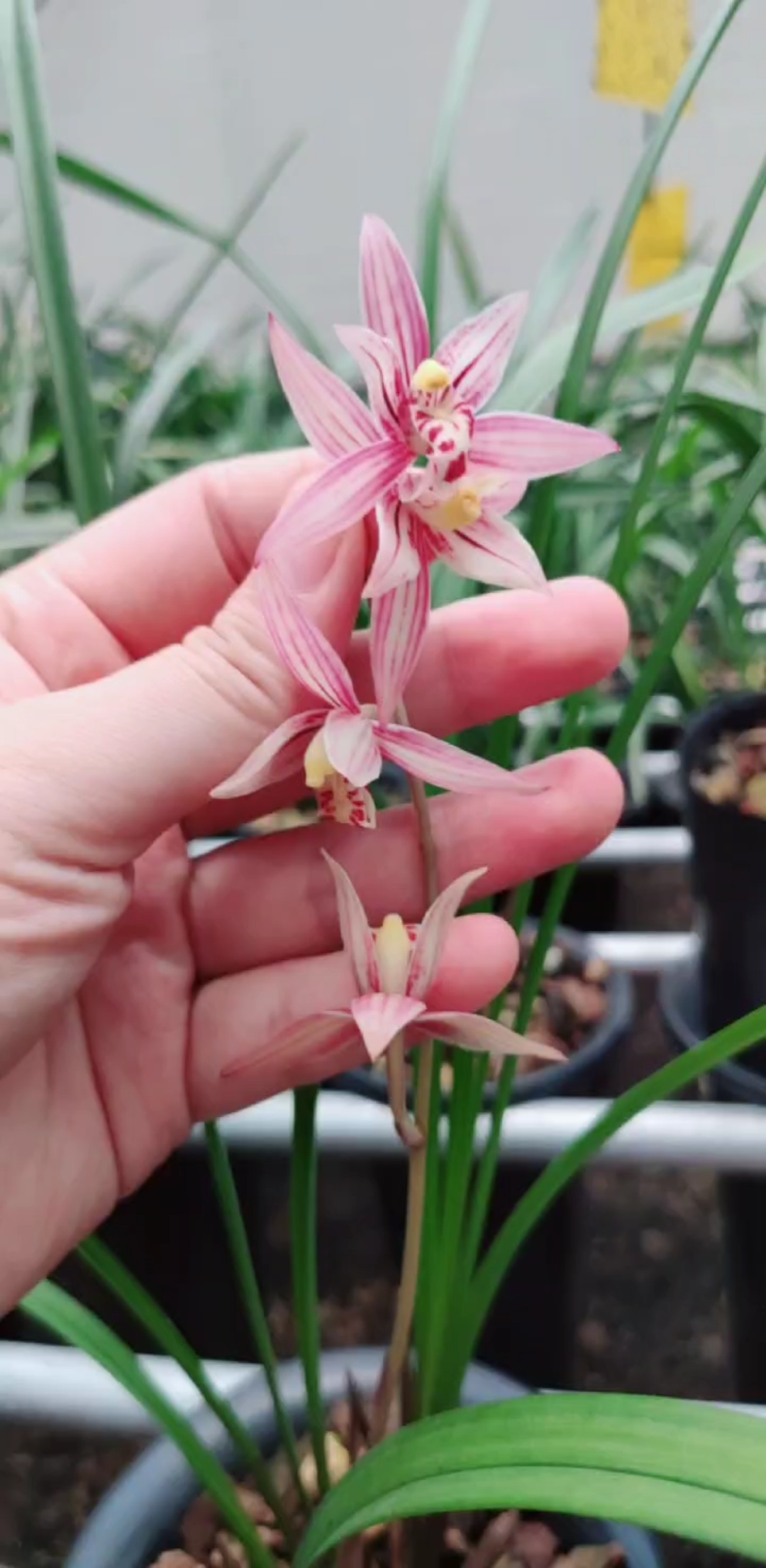 建兰红娘开花了,想看更多兰花视频双击加关注-度小视