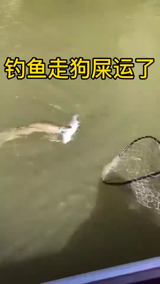 今天被领导开除了钓鱼竟然走狗屎运了我要买彩票去