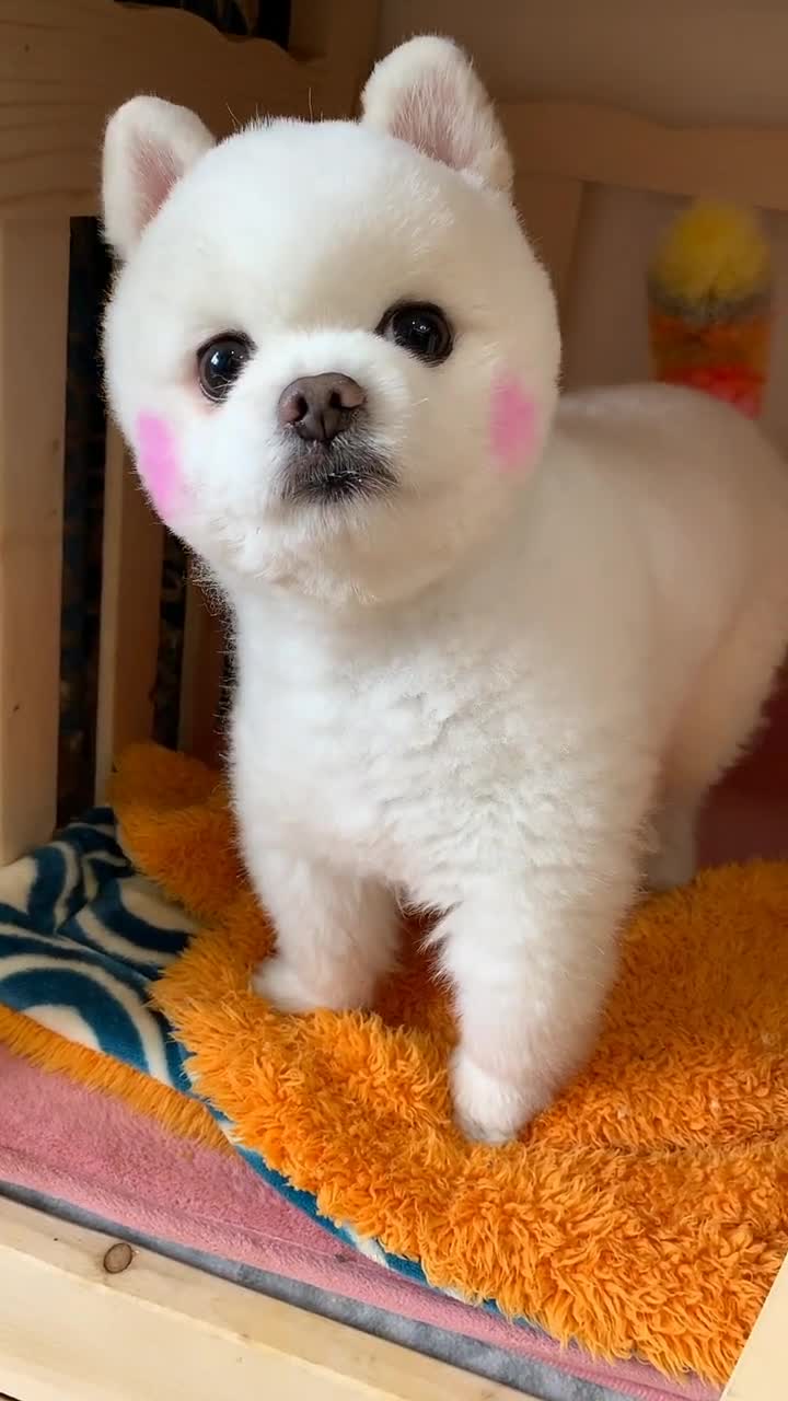 博美闹闹哼哼唧唧的样子太可爱了,看完不许笑