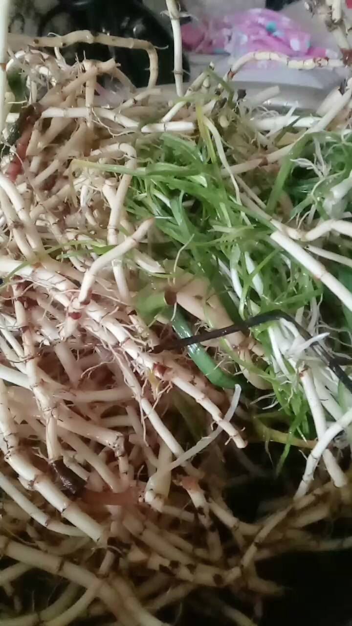 老爸去乡下挖的折耳根