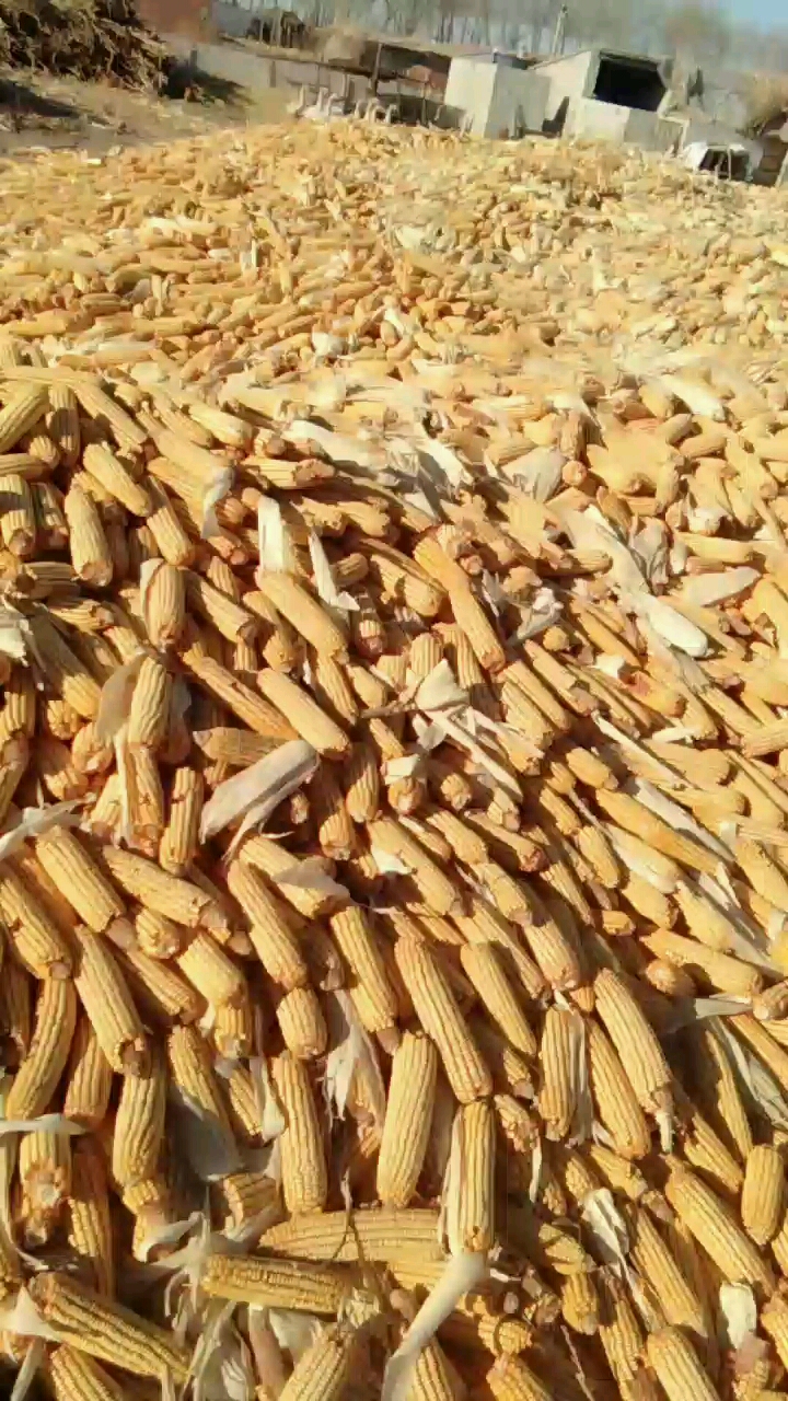 这大玉米堆没谁了!