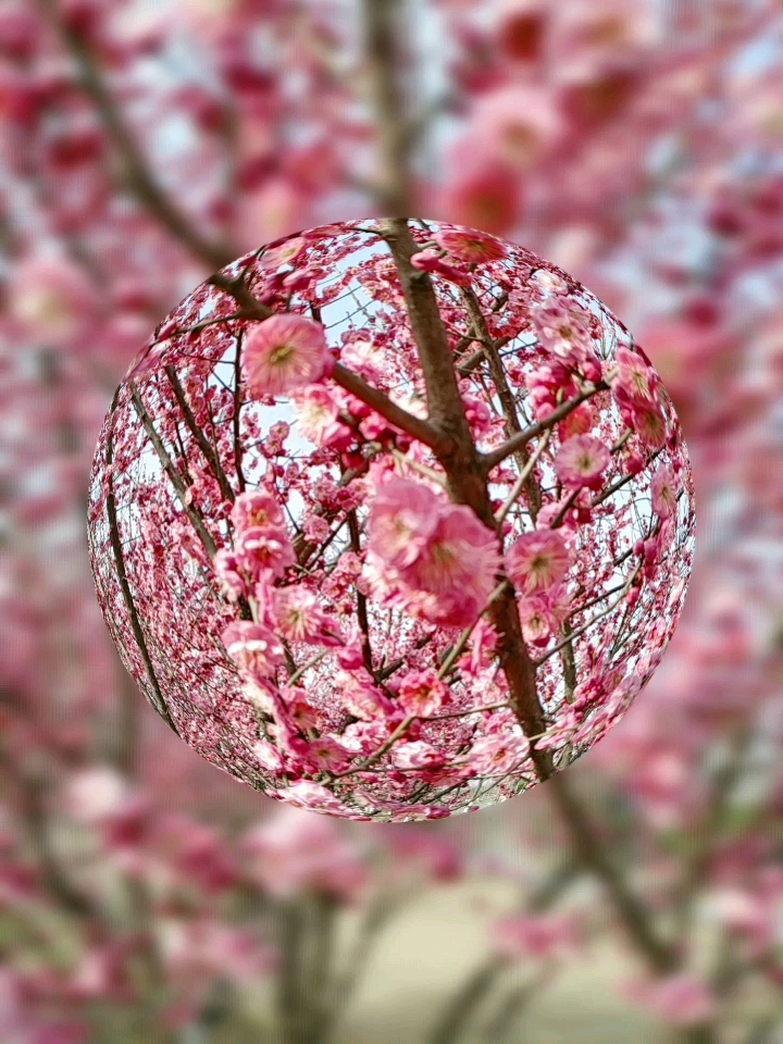 爱的魔力转圈圈#花花