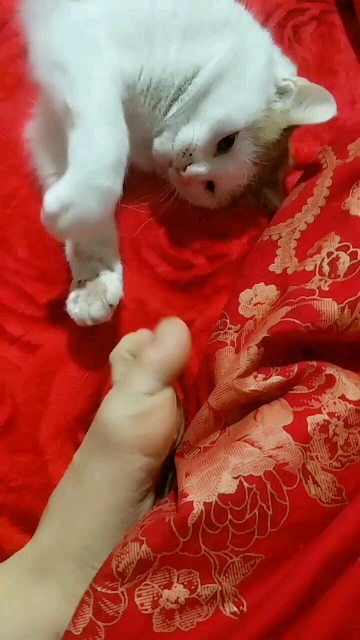 这猫挠我行,我夹它就不行,不公平