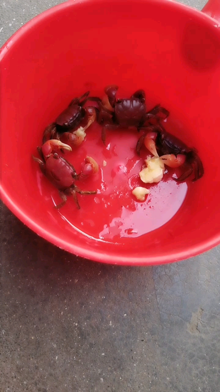 你见过吗吃香蕉的螃蟹