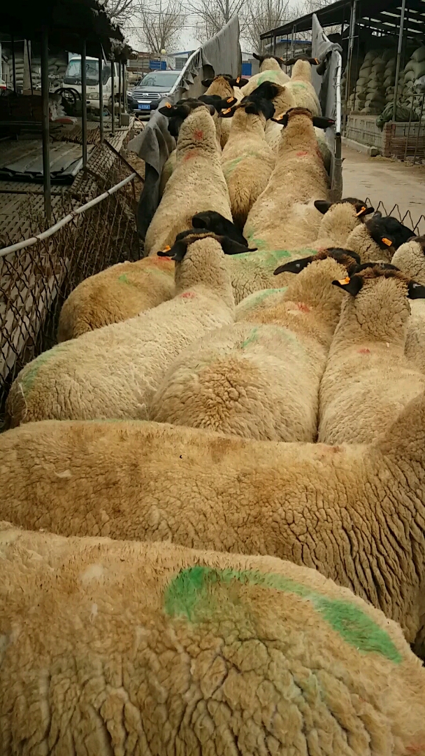 萨福克羊正在装车