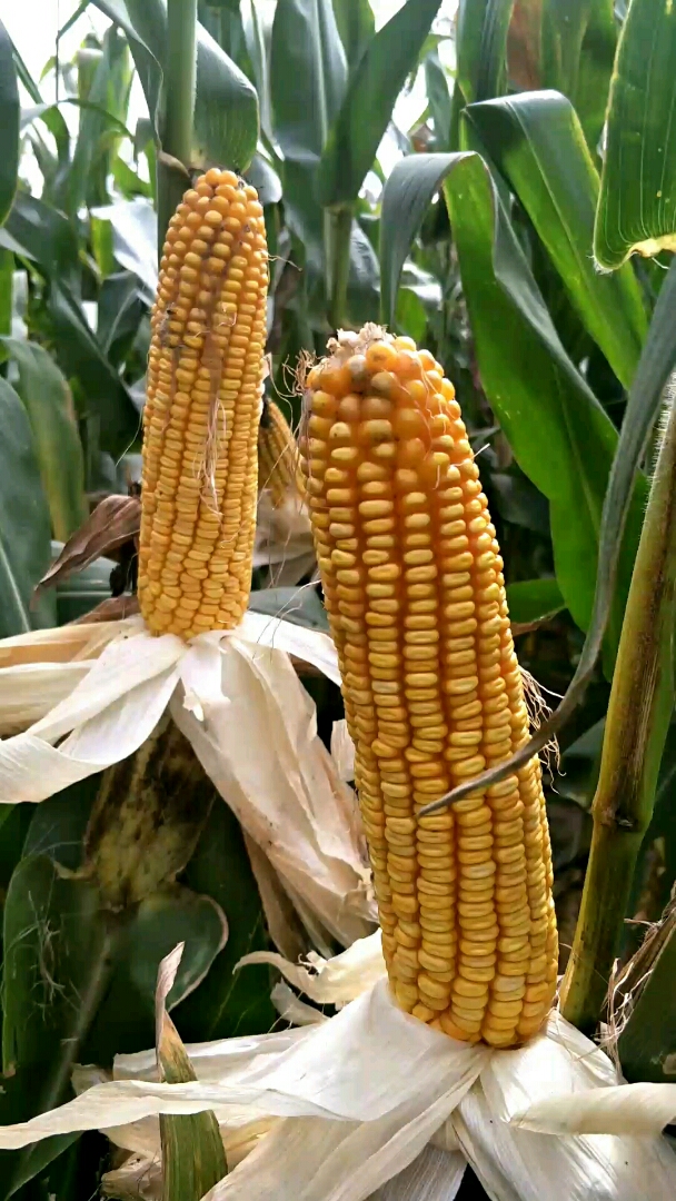 大苞米棒子来啦!