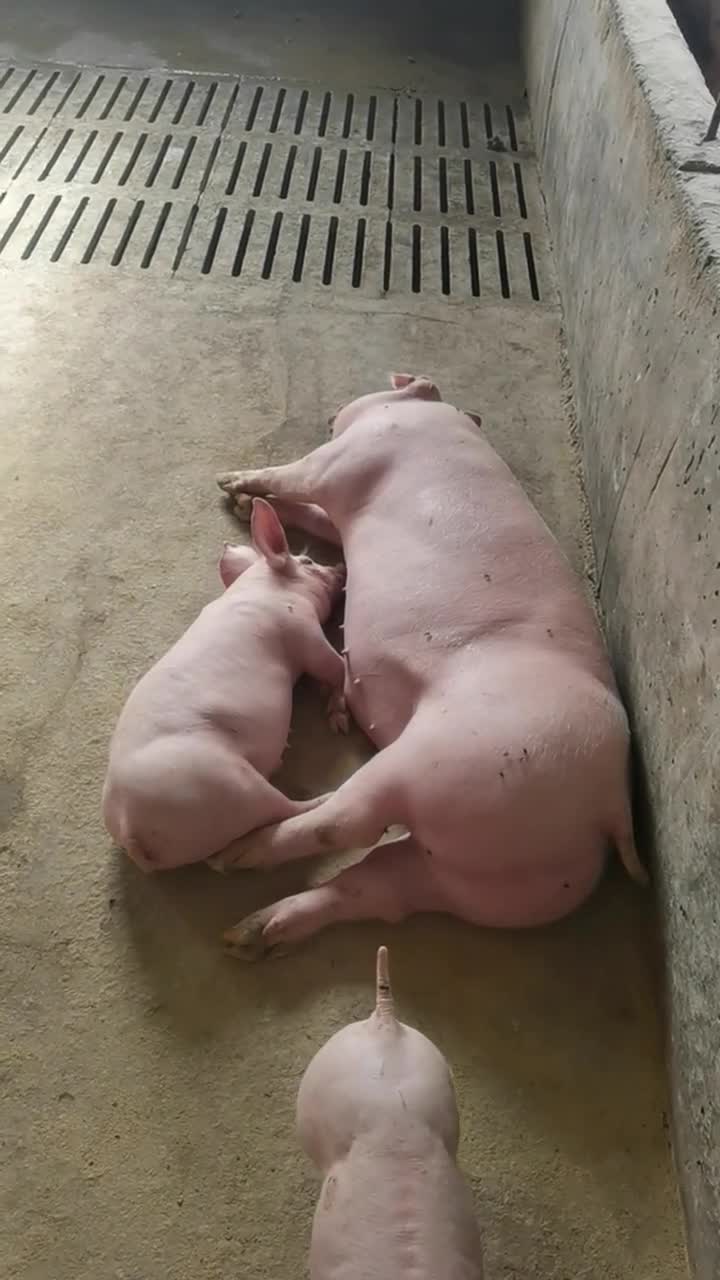 我有你睡觉的视频,哈哈哈