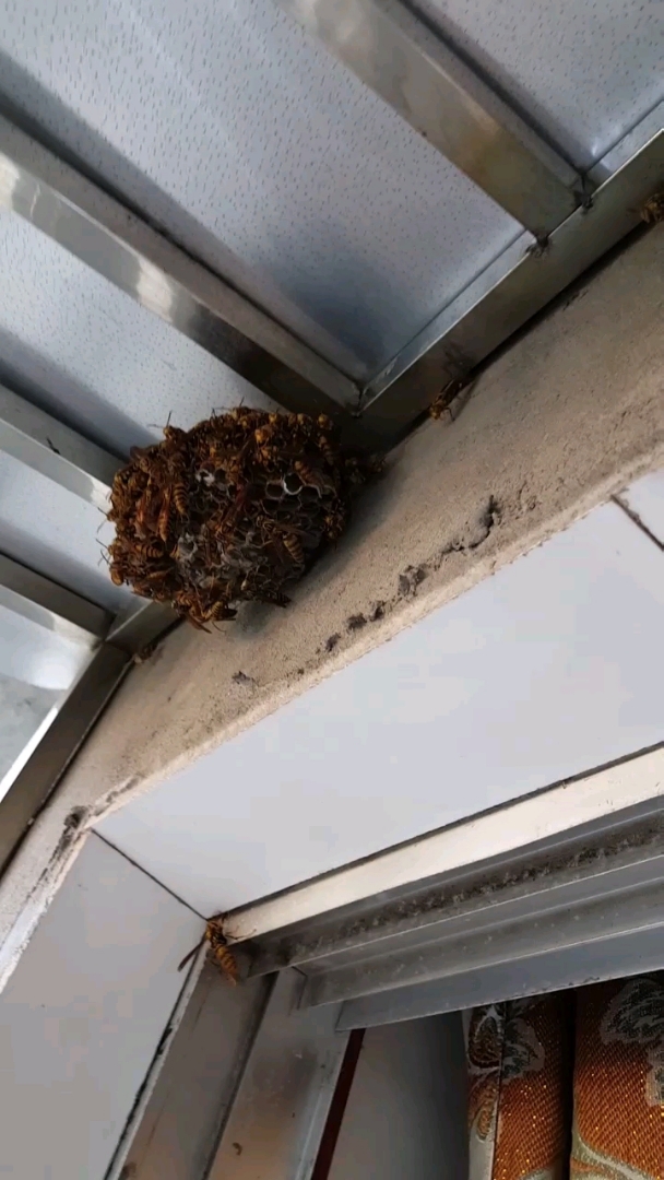 今天才发现窗台上这么大一个马蜂窝?