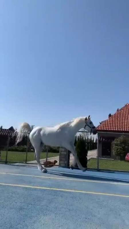 带你们欣赏一下玛莎拉蒂(马刹拉地)-全民小视频