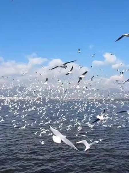 飞翔在蓝天白云之间的海鸥,构成了一道迷人的风景,冬季的滇池多彩多姿