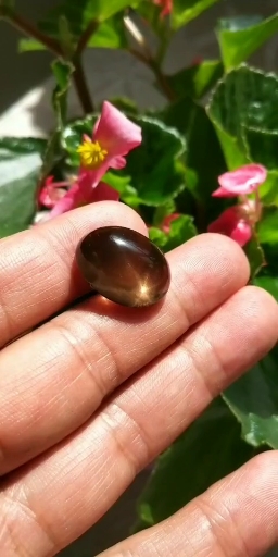 新疆金丝玉茶色宝石光蛋面