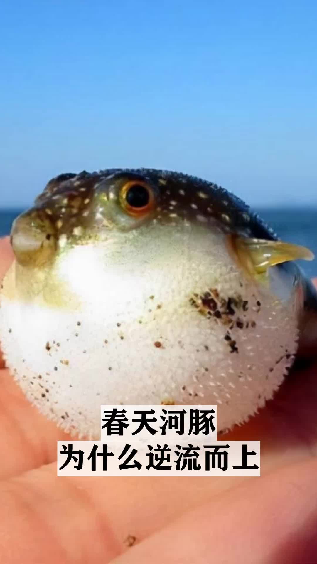 普及动物小知识学习动物小知识春天河豚为什么逆流而上