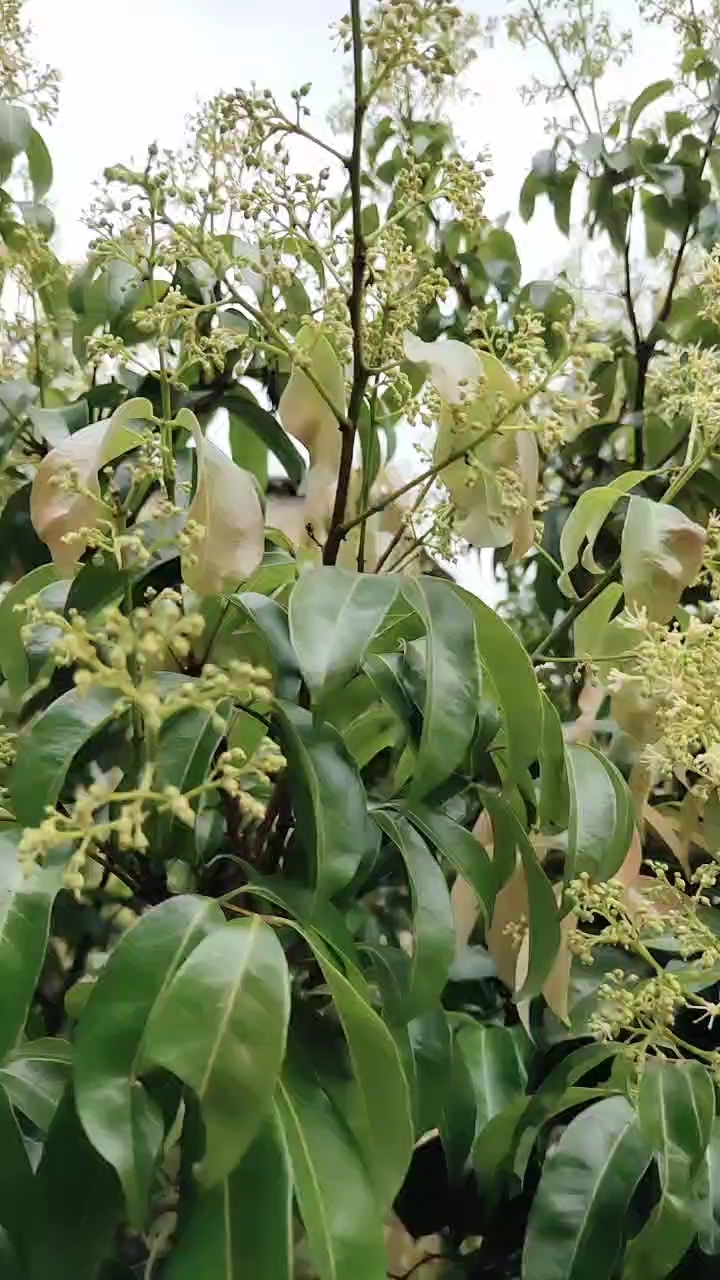又到了荔枝开花的季节
