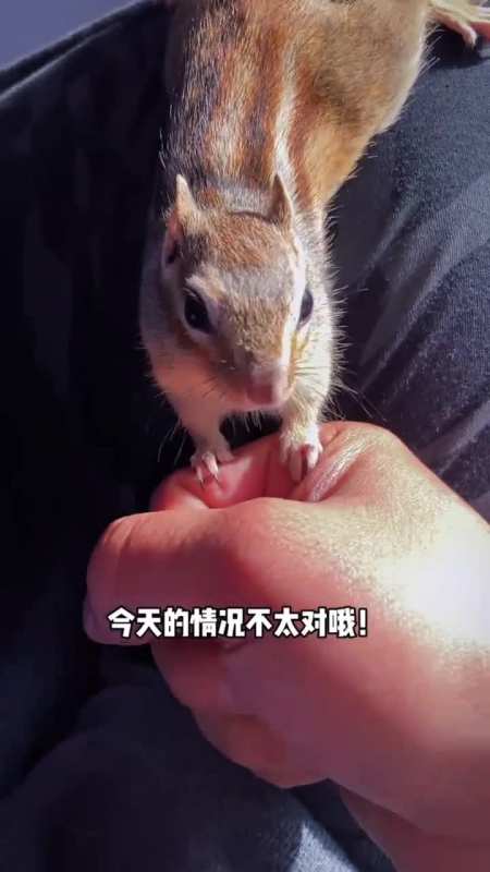 我家萌宠成精了#小松鼠又开盲盒啦!