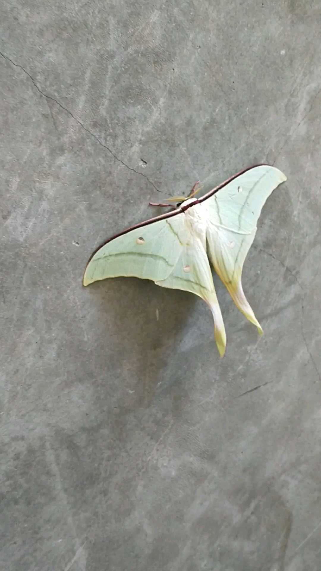 这是蛾还是蝴蝶,有成人一巴掌大.