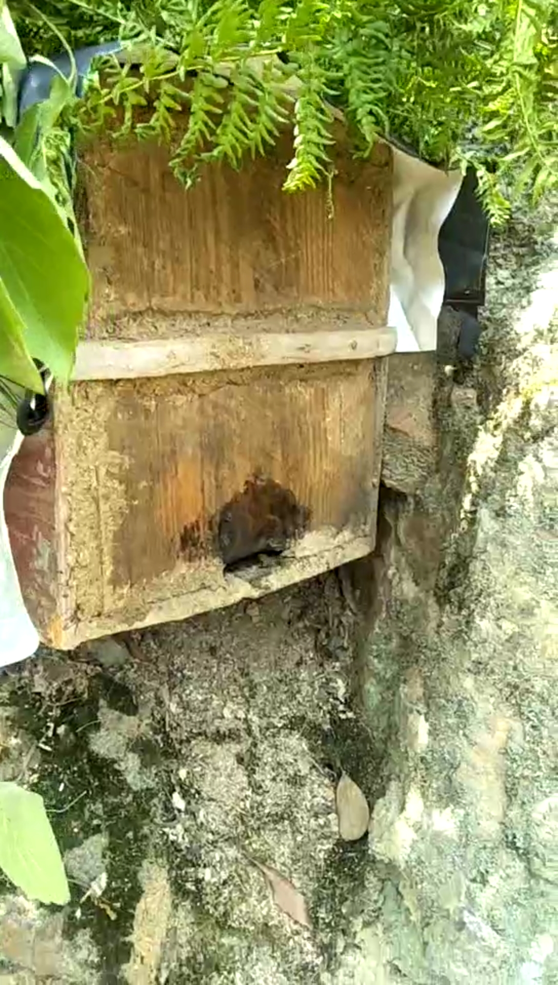 今天来查看诱蜂箱又来蜂了