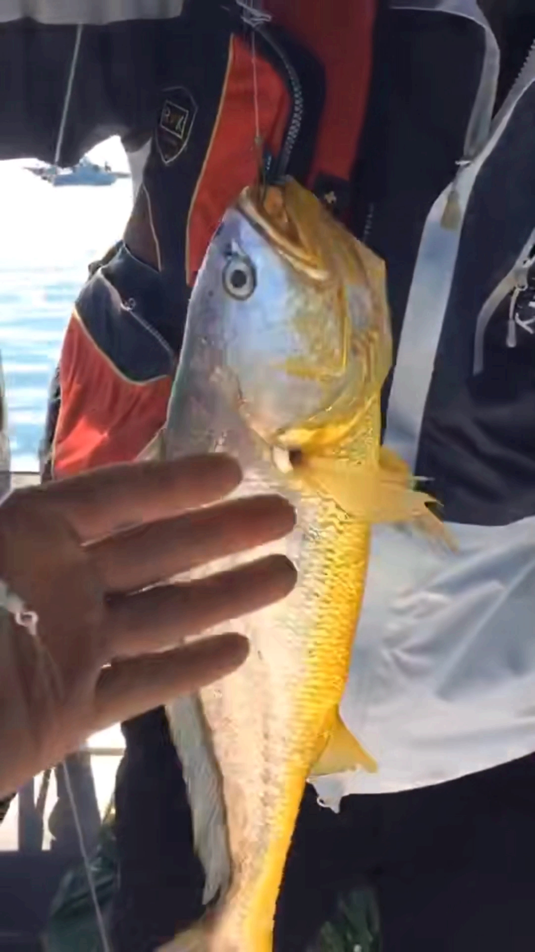 高手在民间#喜欢钓舟山大黄鱼吗?快来围观吧