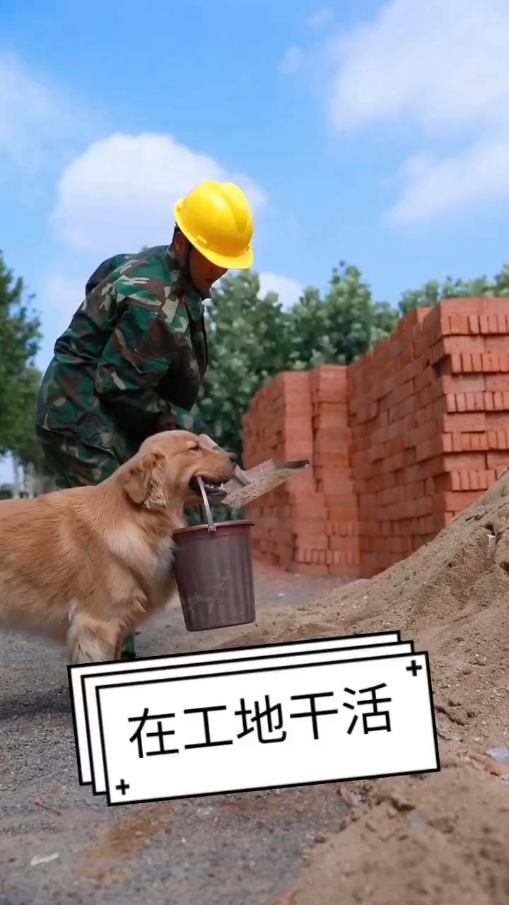 我家萌宠成精了#狗狗在工地干活