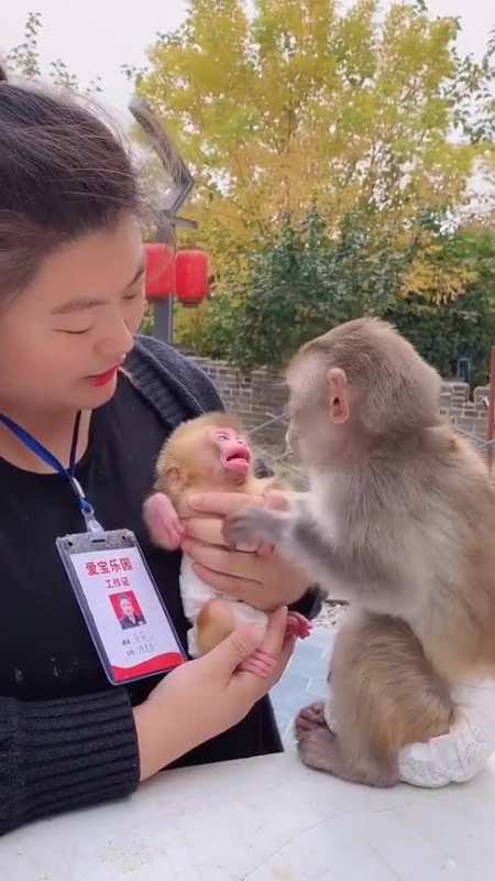 扫码下载全民小视频 老猫儿0070883天前 那么小的猴子,哪里是妈妈