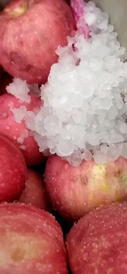 今天乳山的苹果被冰雹狂击