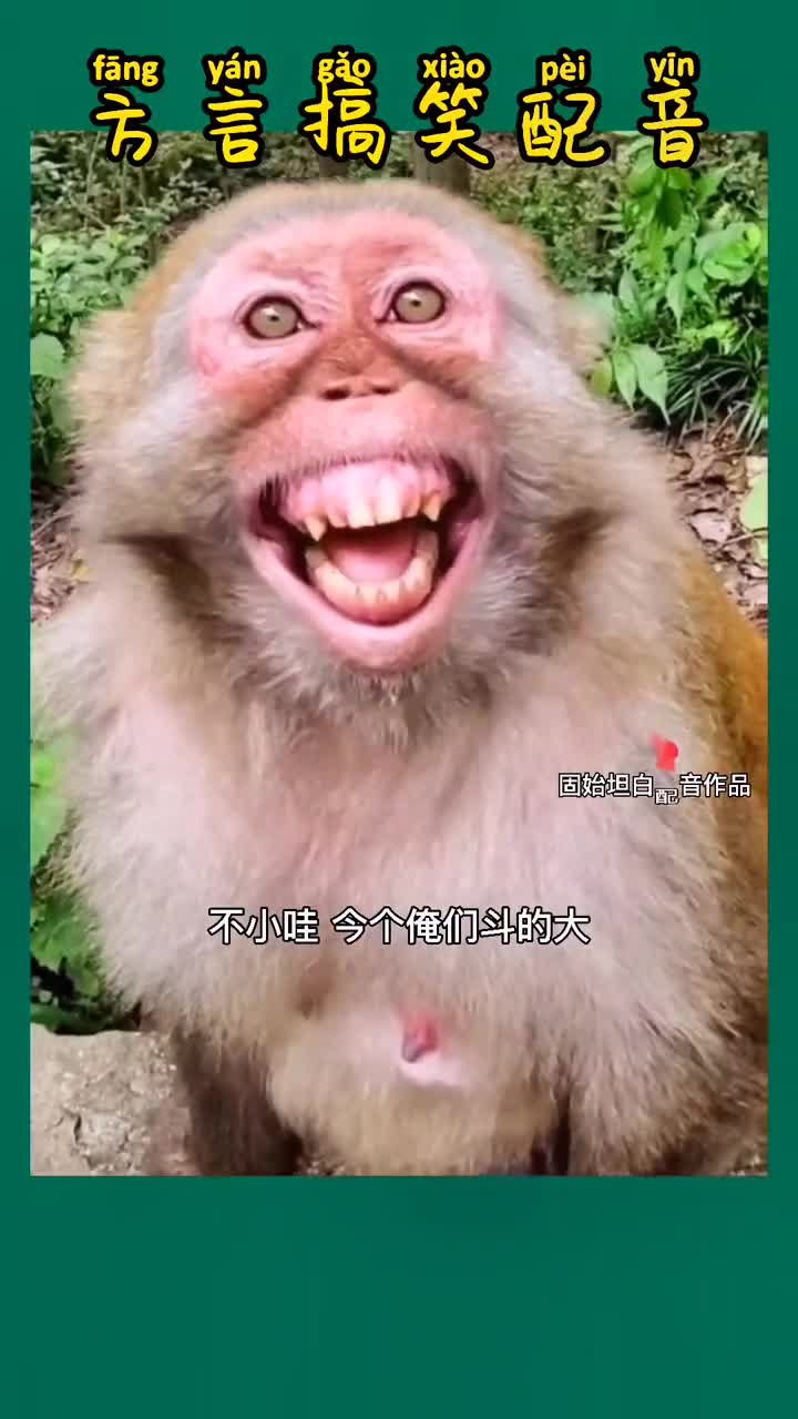 固始坦白#动物世界#搞笑配音#搞笑我是认真的今天你笑了吗