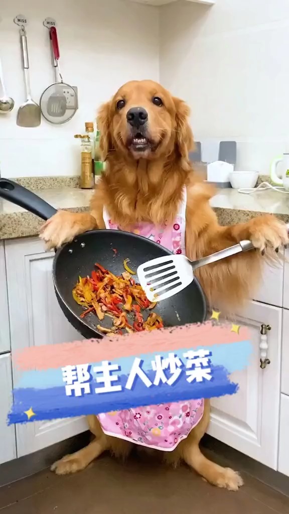 我家萌宠成精了#帮主人炒菜的狗狗