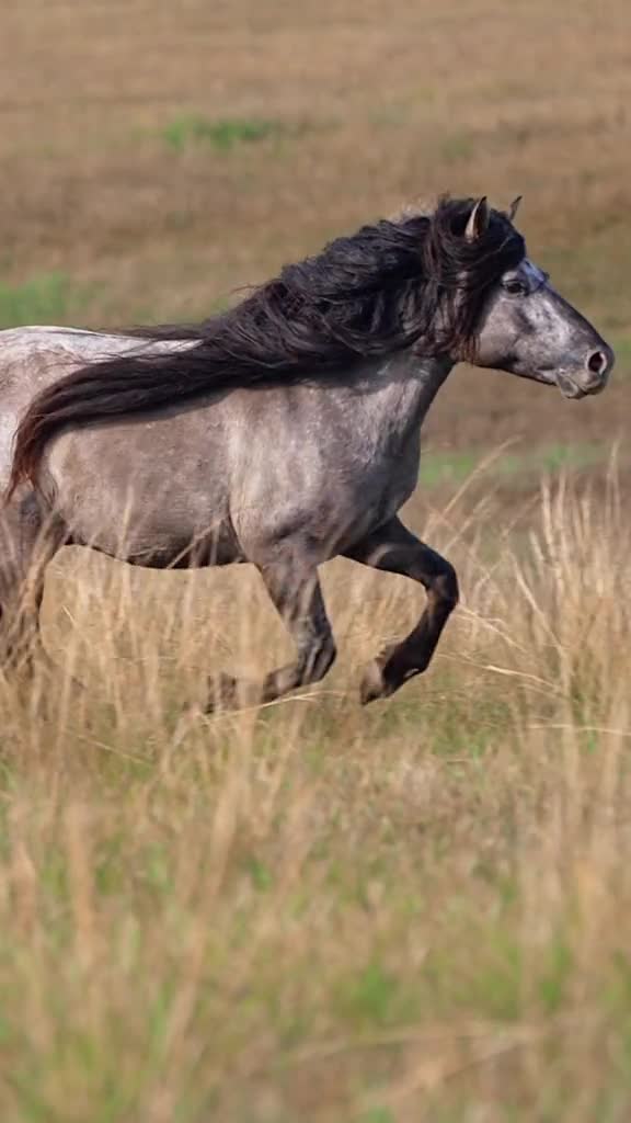 与大青马不期而遇这健硕秀美的身姿在草原疾驰体态修长长尾流地鬃发