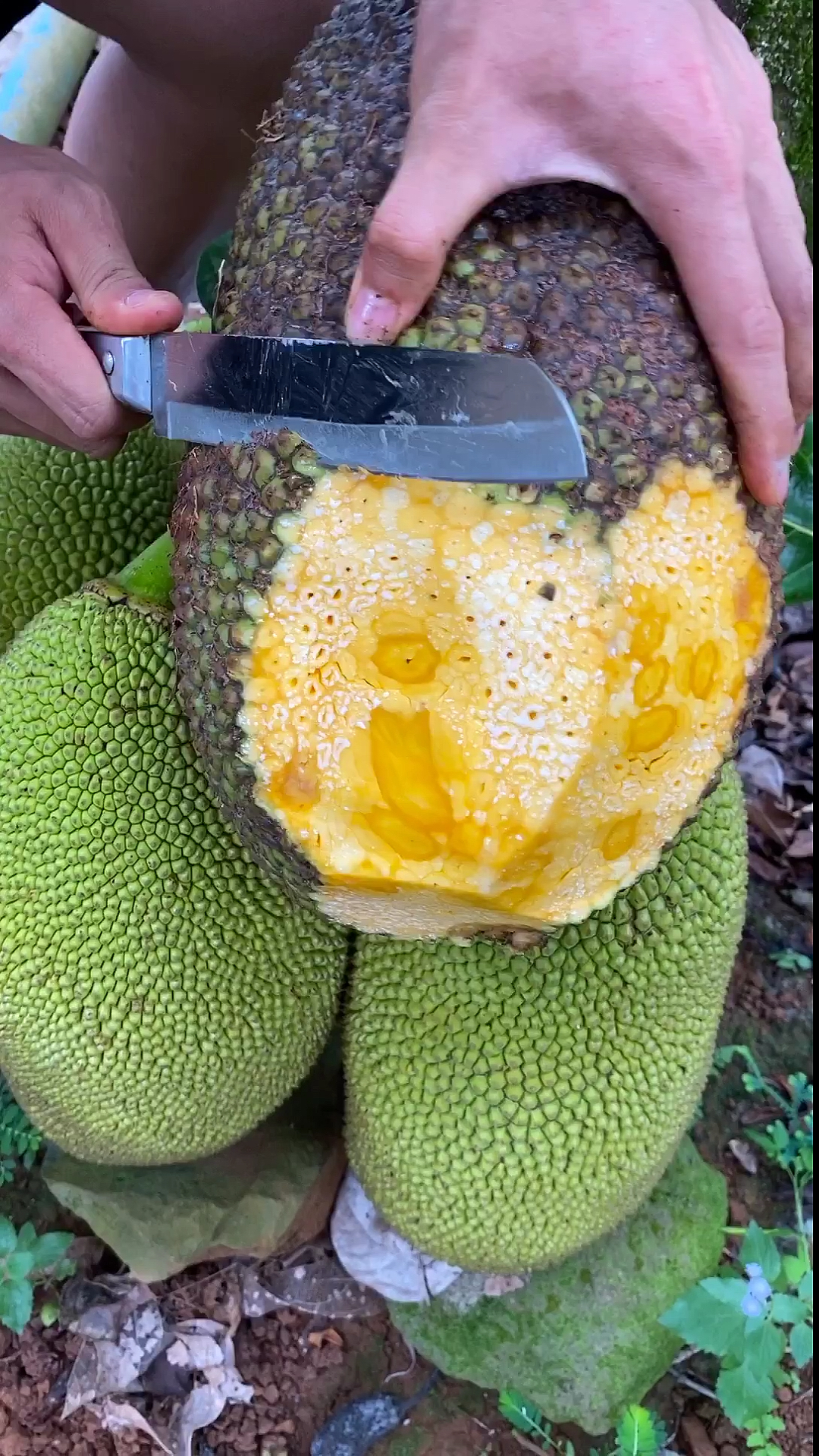 我要上热门#黑皮菠萝蜜,甜甜蜜蜜