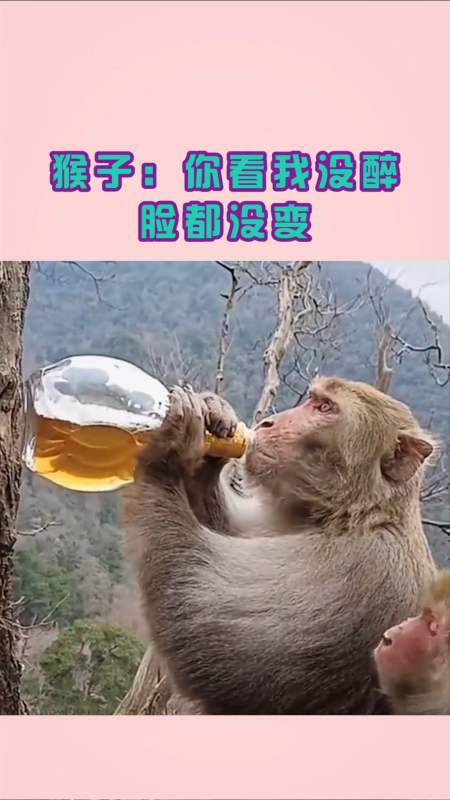 我要上热门#猴子:你看我没醉,脸都没变