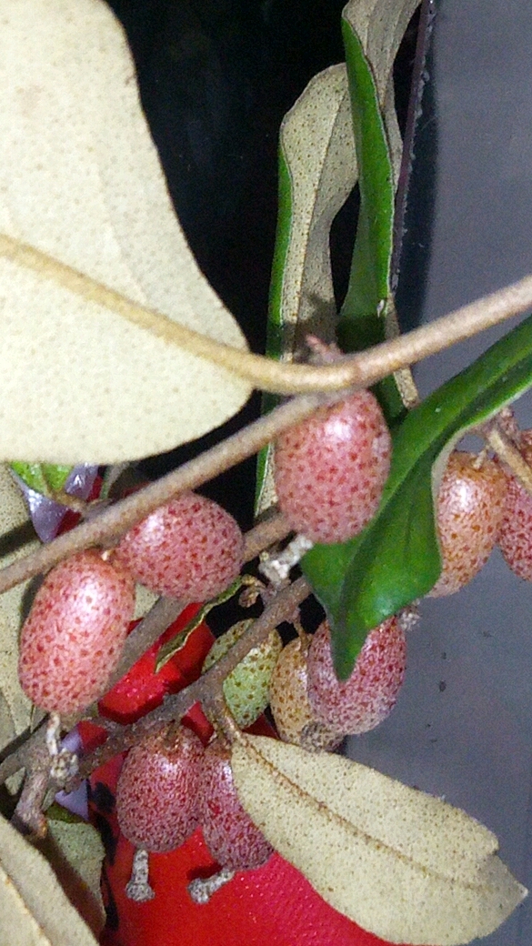 四月红野果子图片图片