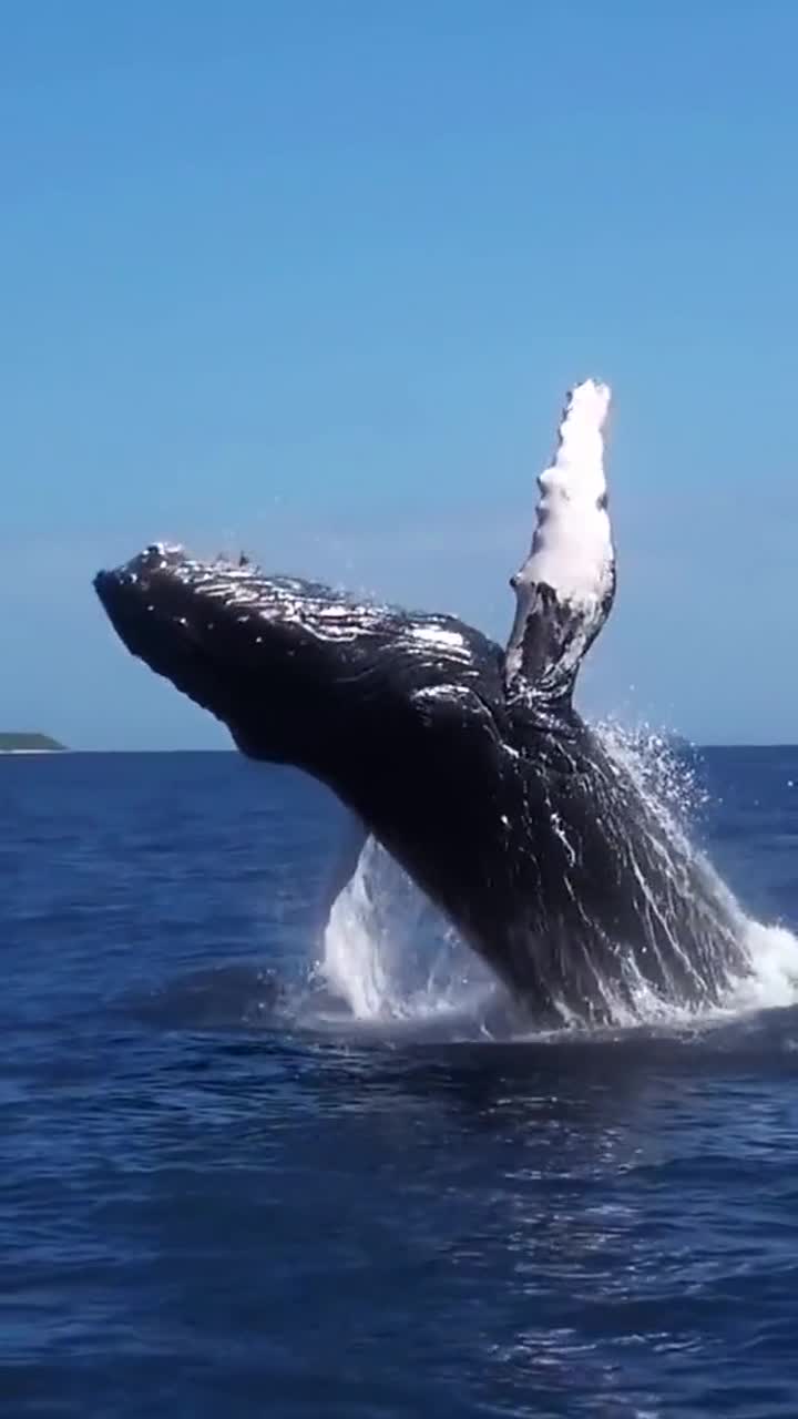 深海座头鲸瞬间跃出水面重达156吨场面十分壮观遇见的幸运一生
