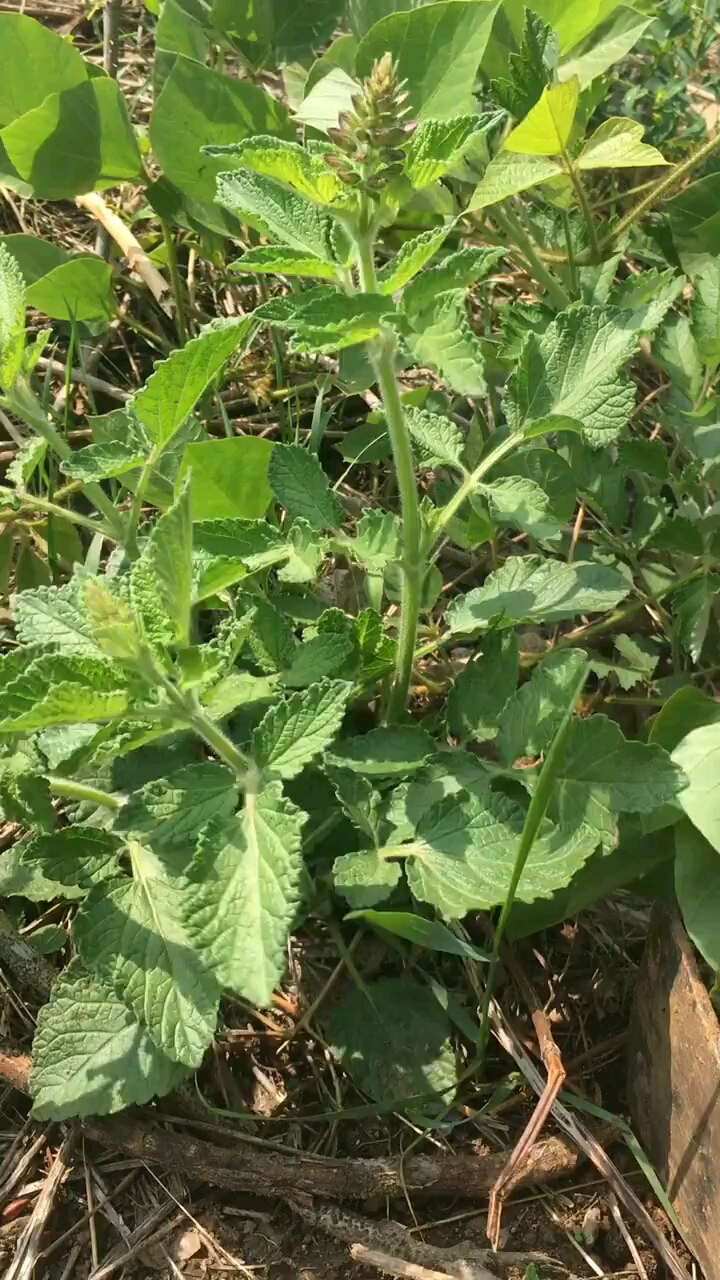 这种叫"丹参"的植物,有活血化瘀的功效