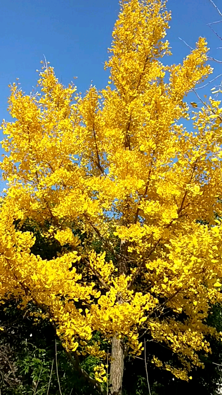 音为有你#秋风染黄银杏树,阳光明媚金灿烂.