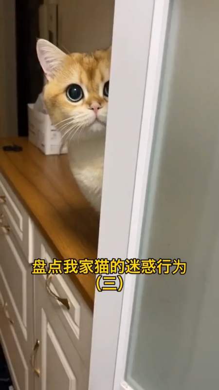 搞笑视频#这些迷惑行为你家猫也有吗?