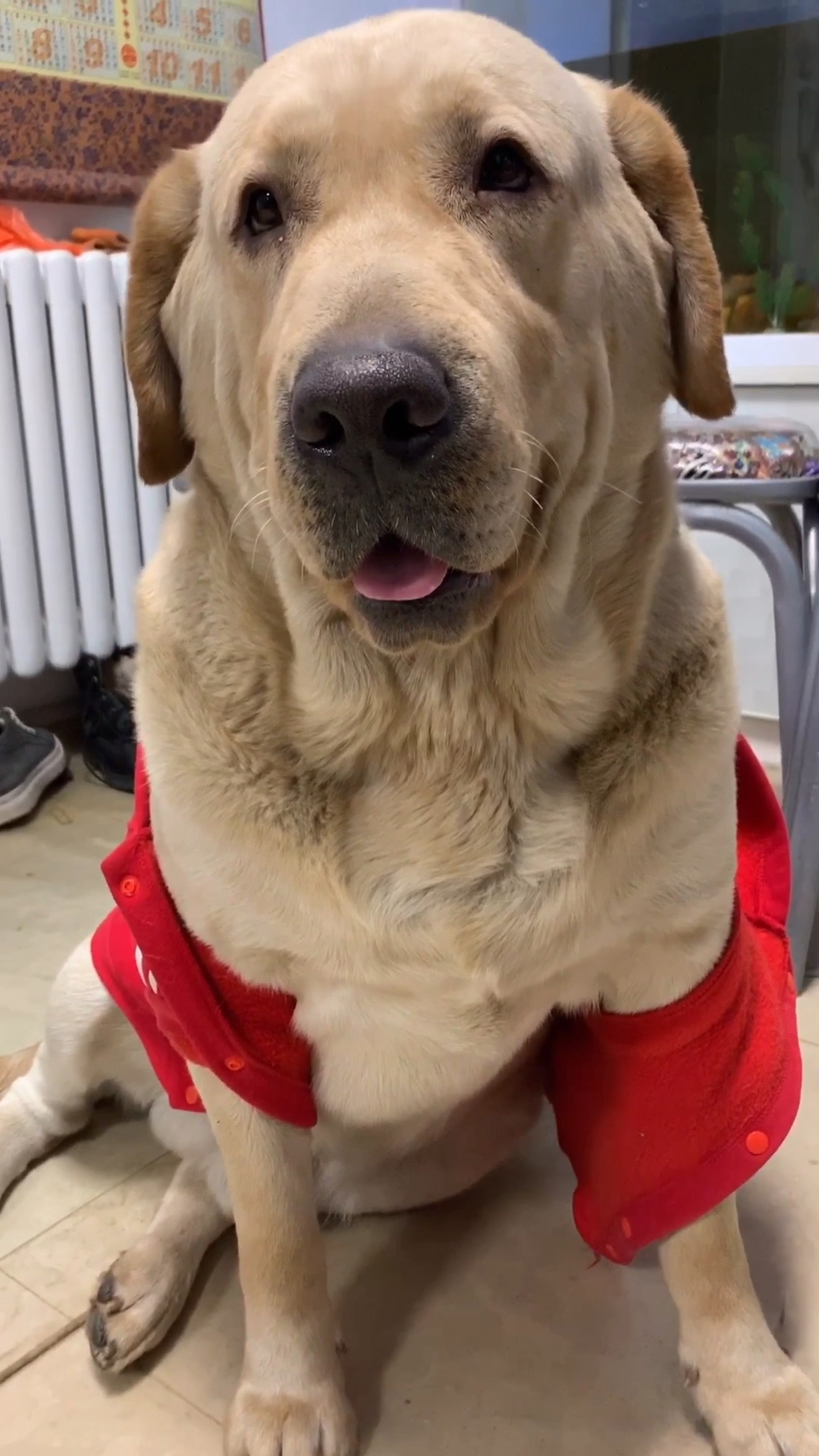 路虎你这嚎了一下午,嗓子没哑吗