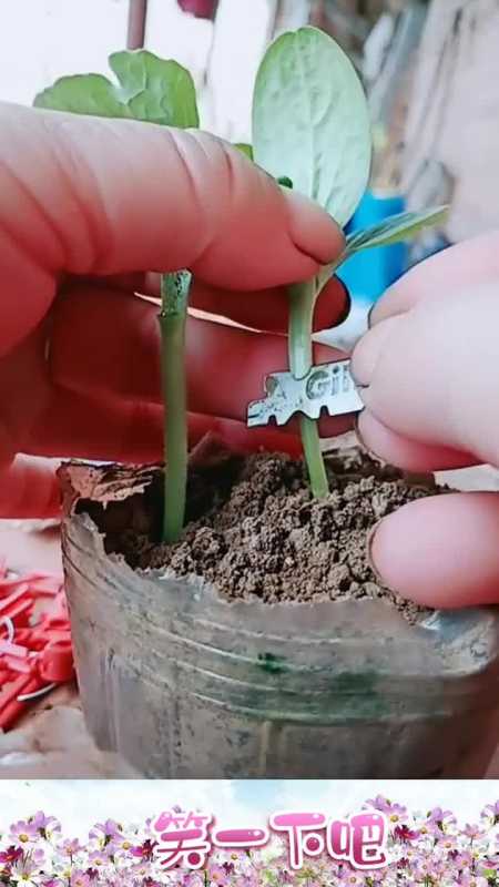 西瓜和冬瓜嫁接,长出来的西瓜不低于80斤一个