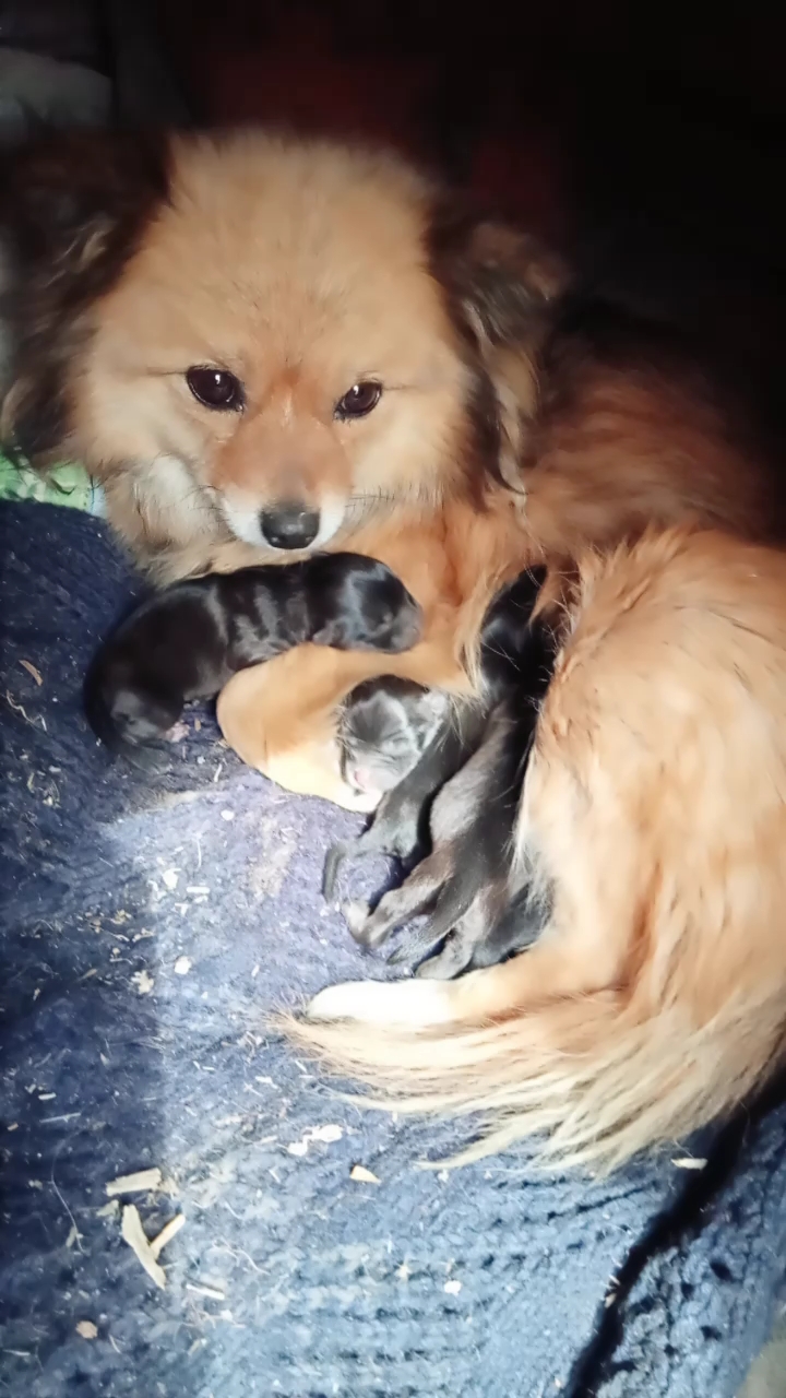 狐狸狗升级当妈妈了,五个宝宝啊,第二天啊,还没有睁开