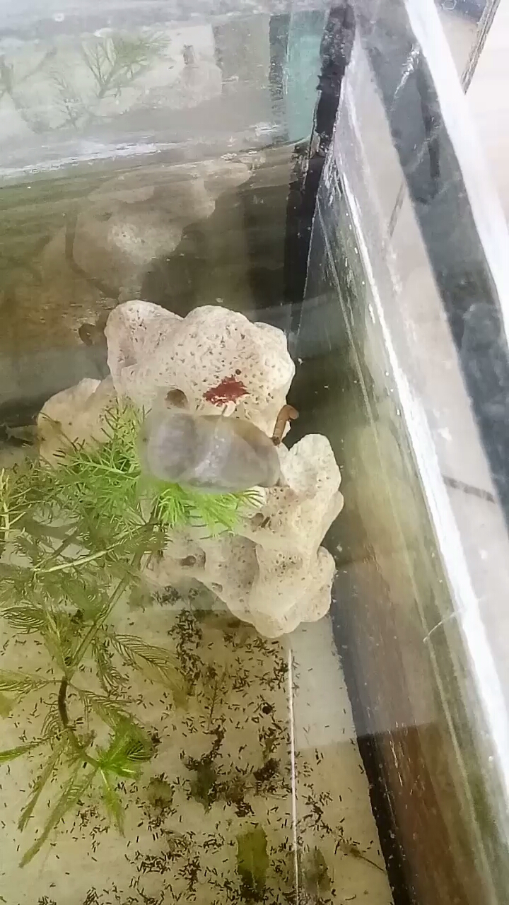 田螺在拉粑粑,你们见过吗?-度小视