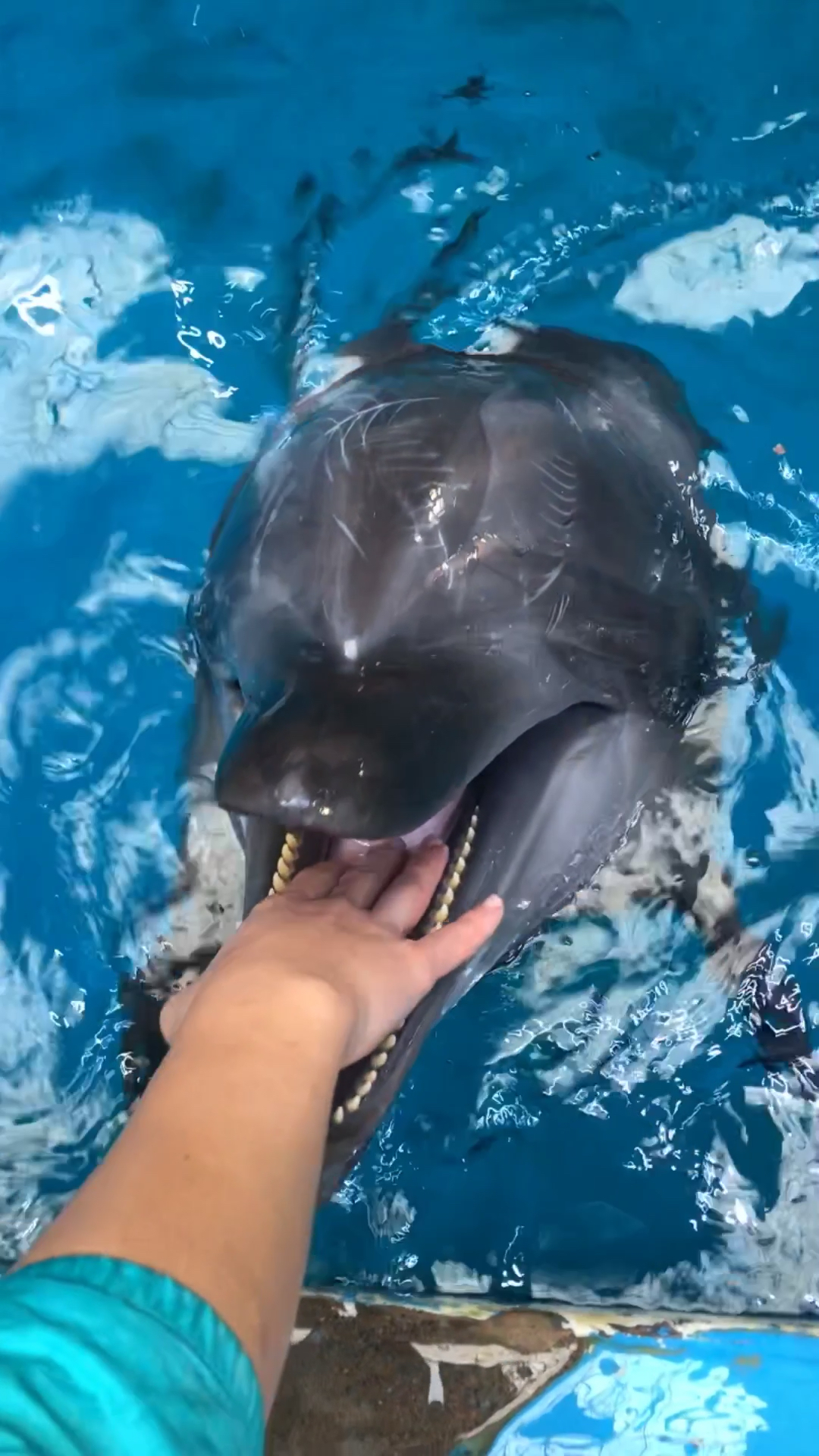 小海豚的舌头是什么样子的,软的么?