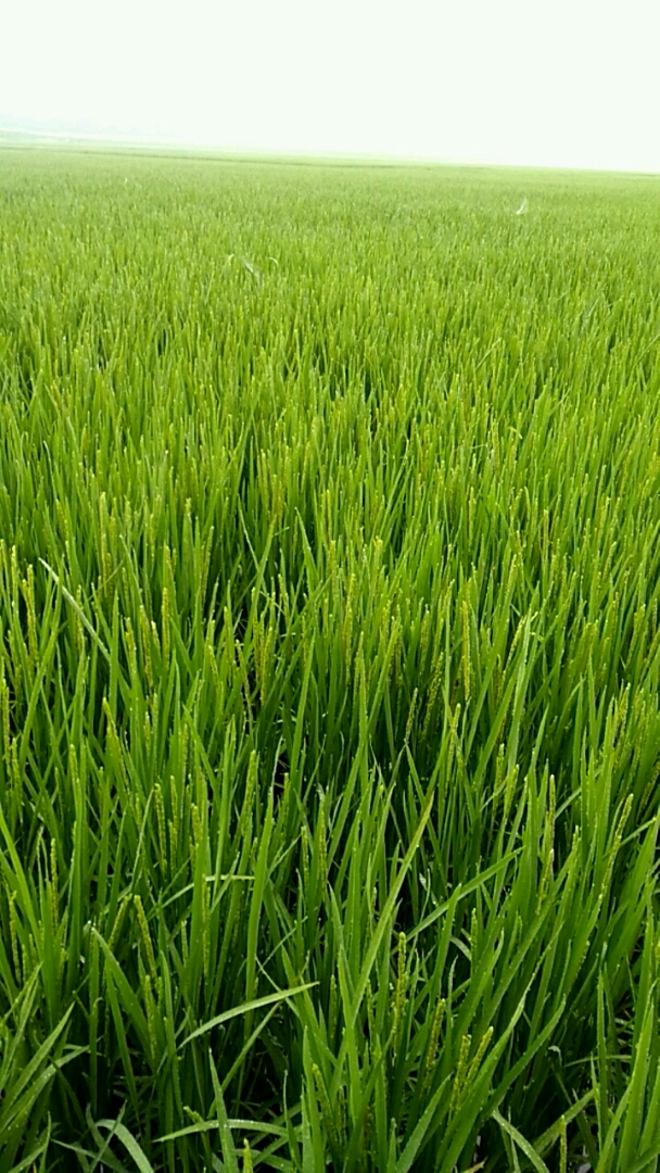 我家的水稻夏天时录制的