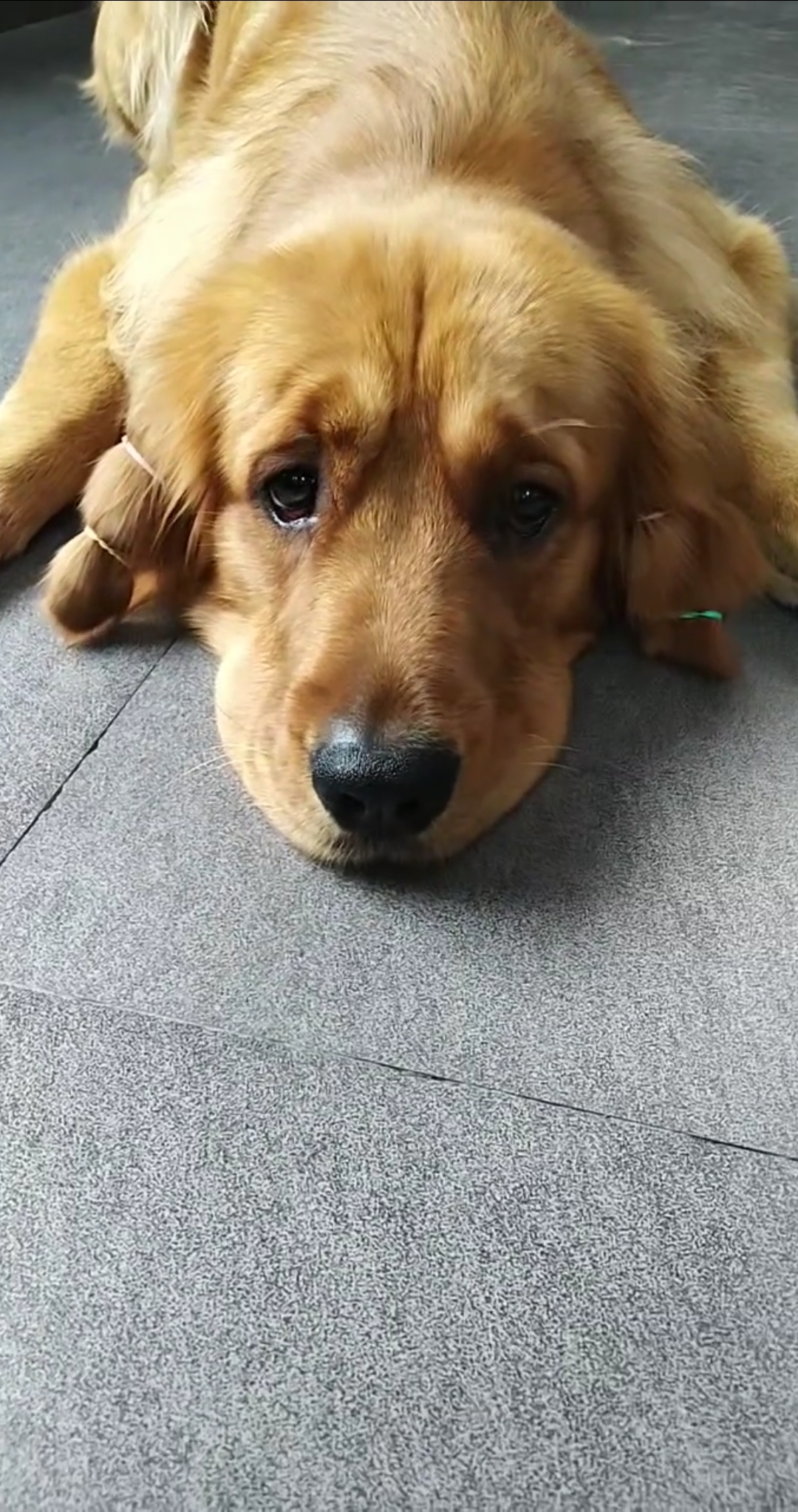 金毛#有双眼皮的狗狗