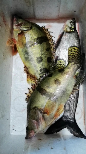 乌苏里江三花一岛