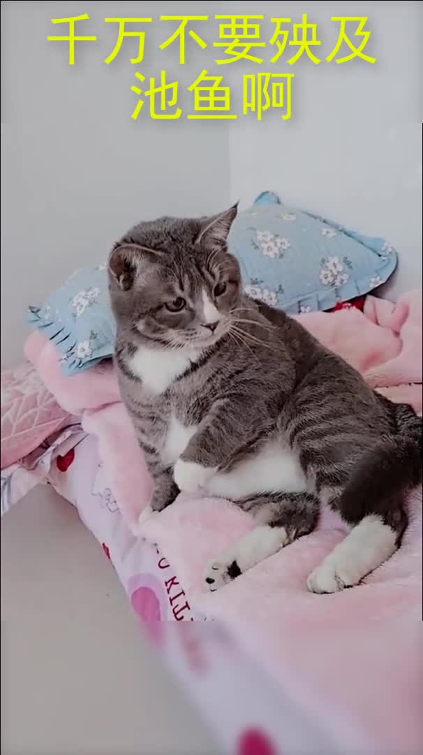 母老虎又发威了,我可千万别收到牵连啊