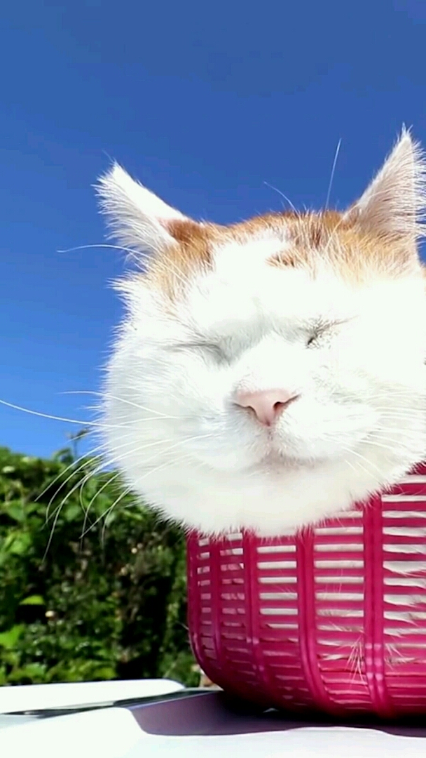 神宠来袭#菜篮子里的猫大叔