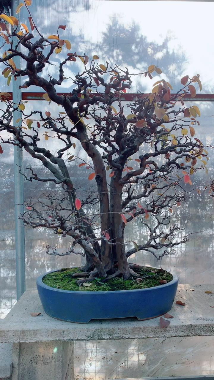 千奇百怪盆景桩#这木瓜太漂亮了