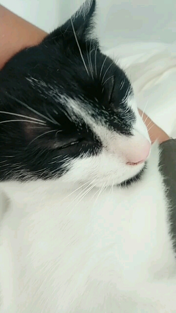 哎呦我去!四眼猫还想我抱你?