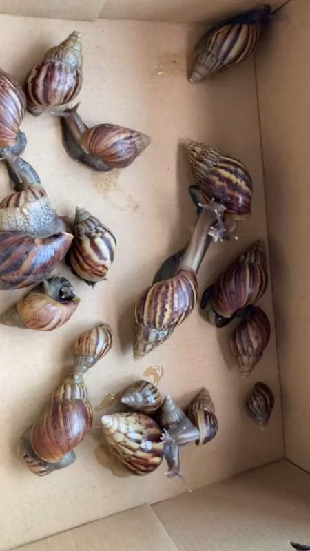 三只小蜗蜗四只蜗牛的主人褐云玛瑙螺大家族