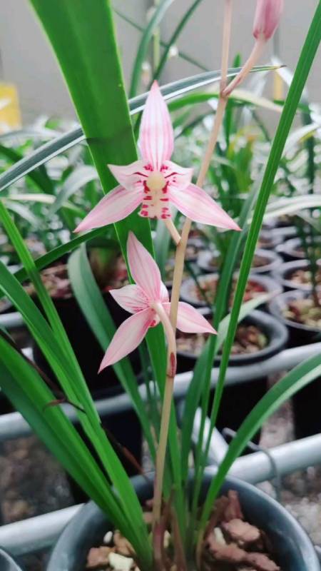 建兰红娘又开花了,想看更多兰花视频双击加关注-度小视