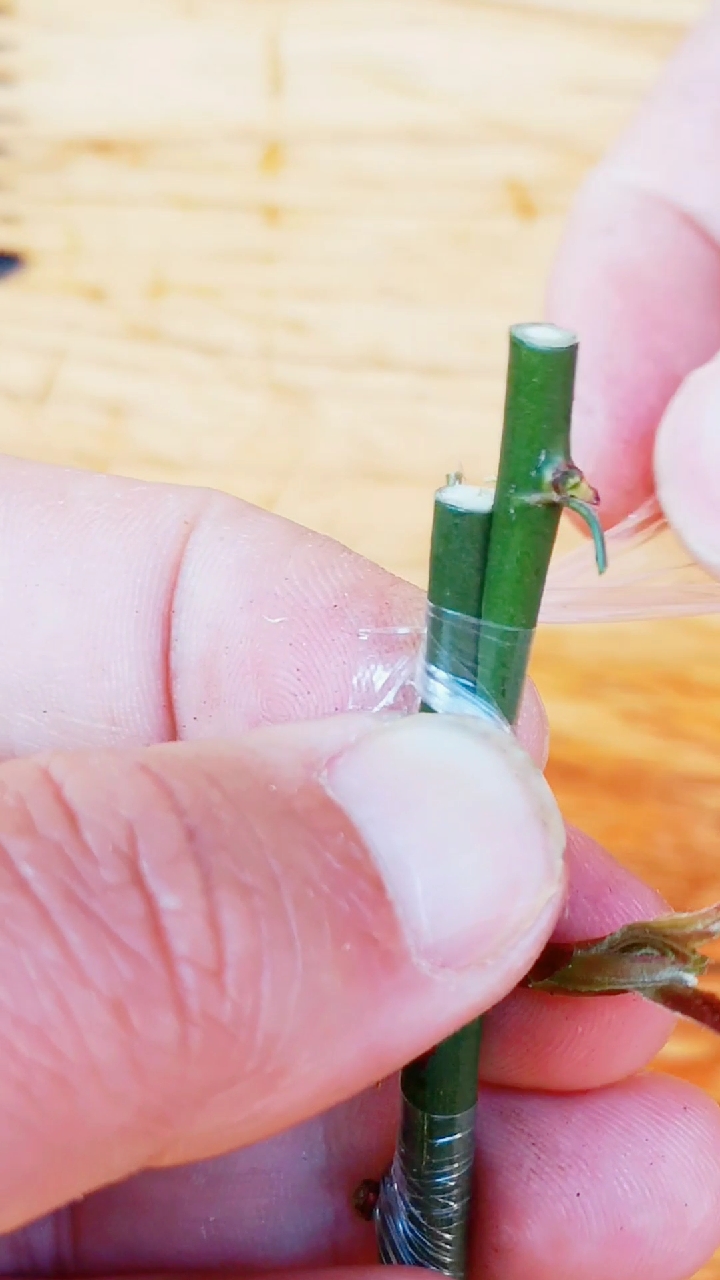 路兮小农民#切接法,简单易学,适用范围广,果树花卉都能用