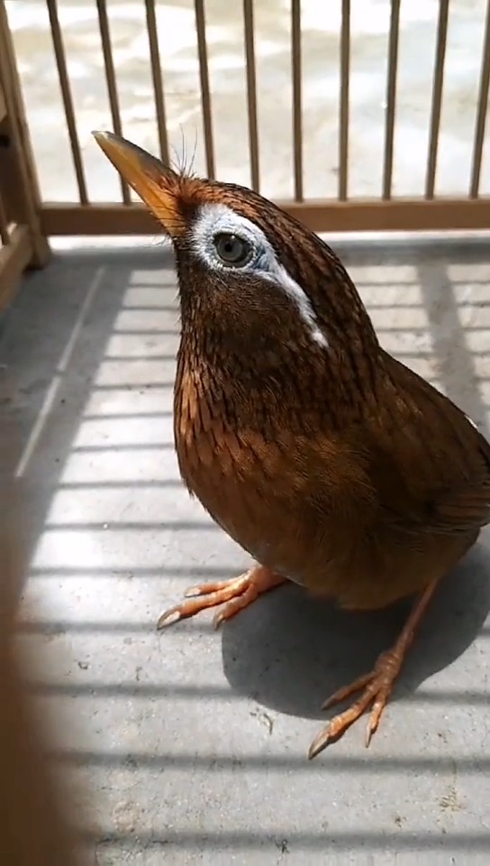 我家的鸟终于换好毛了 画眉鸟欣赏 提性上性复性 壮膘收身料